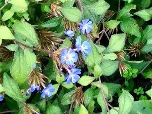 Ceratostigma plumbaginoides