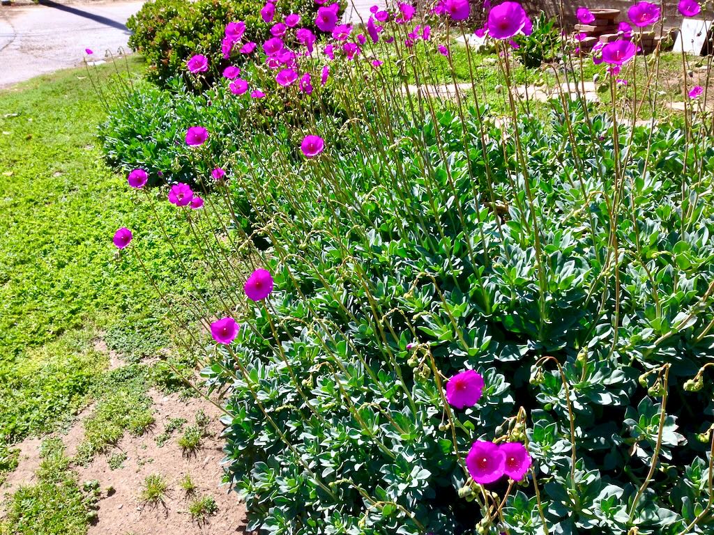 Cistanthe grandiflora-1 - Online Flower Garden Cistanthe grandiflora