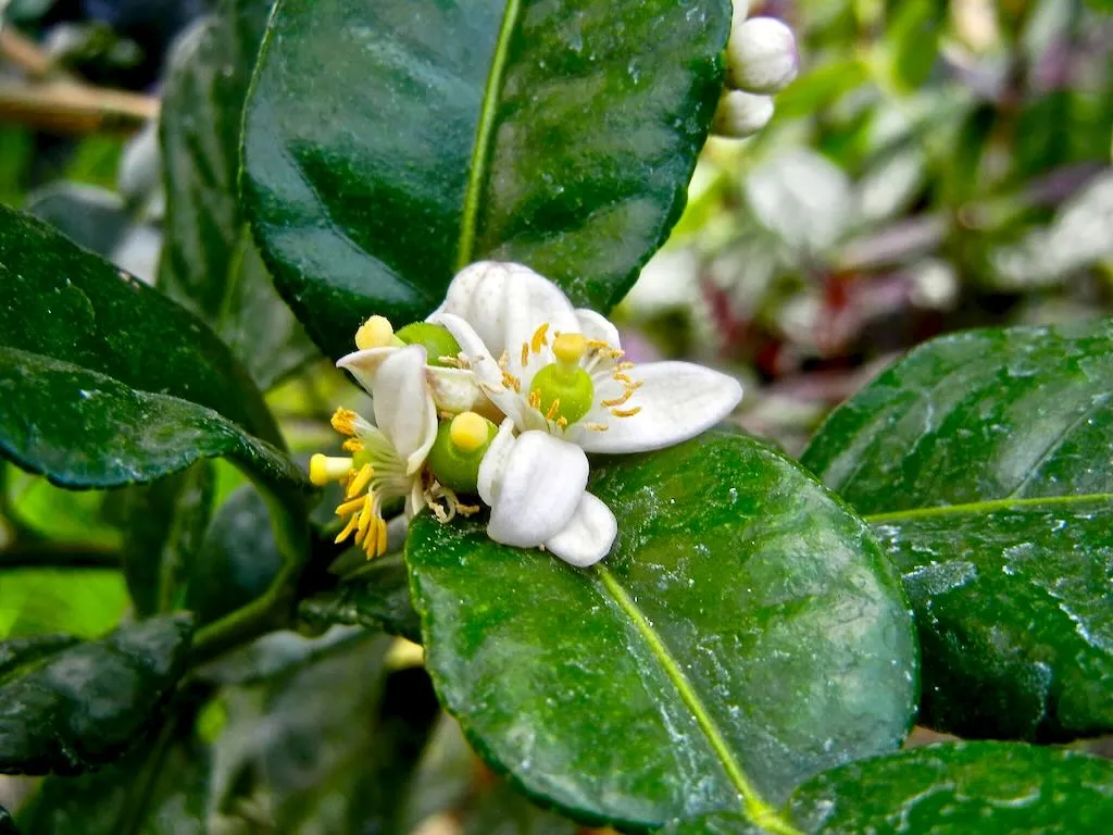 Citrus hystrix