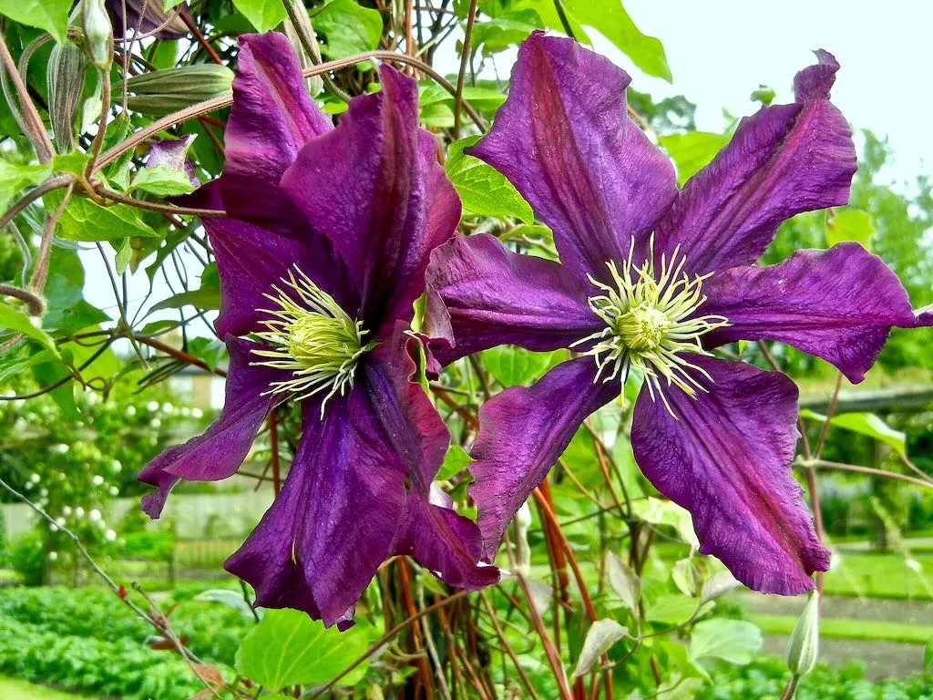 Clematis'Étoile Violette'