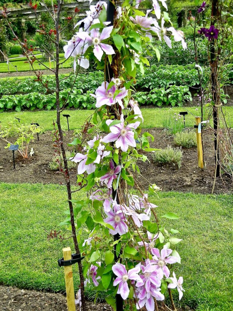 Clematis Nelly Moser-1 - Online Flower Garden Clematis'Nelly Moser'