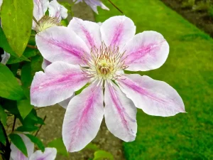 Clematis 'Nelly Moser'