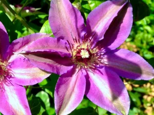 Clematis 'Vancouver Starry Nights'