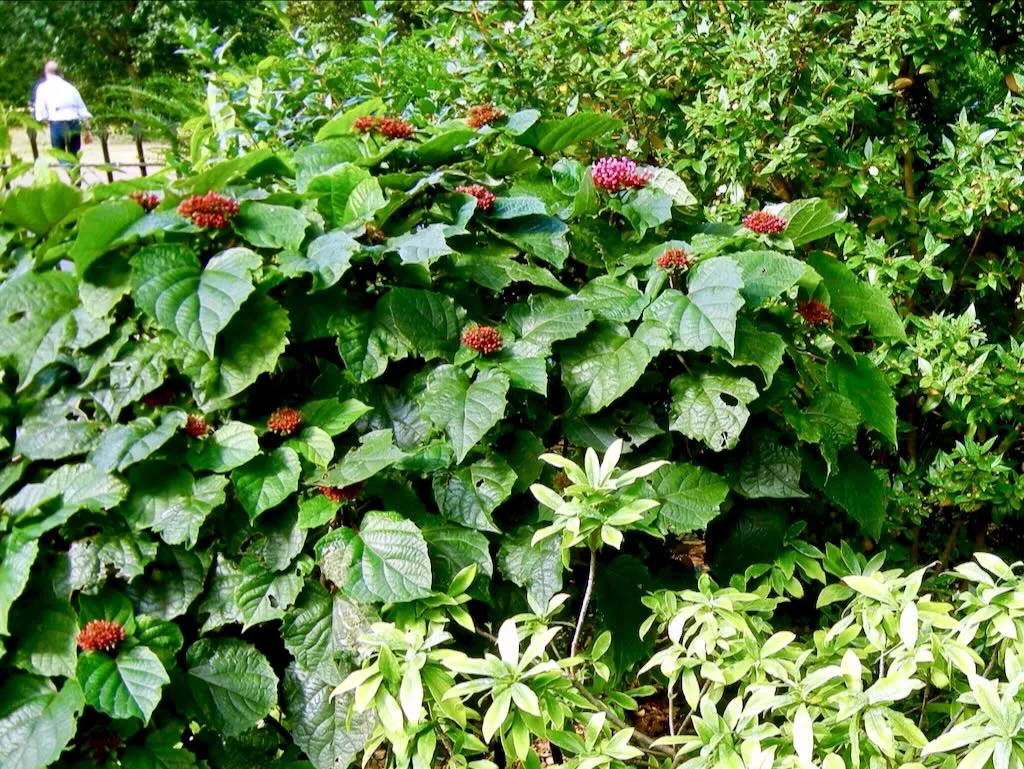 Clerodendrum bungei