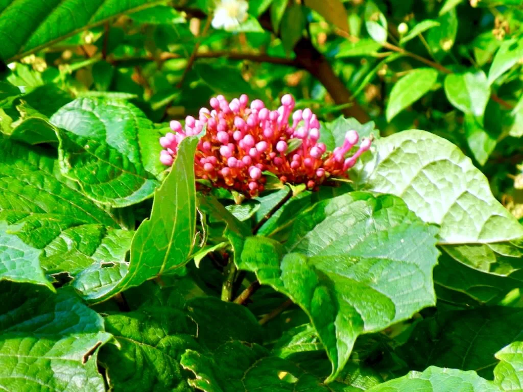 Clerodendrum bungei