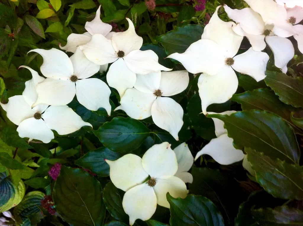 Cornus capitata