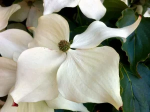 Cornus capitata