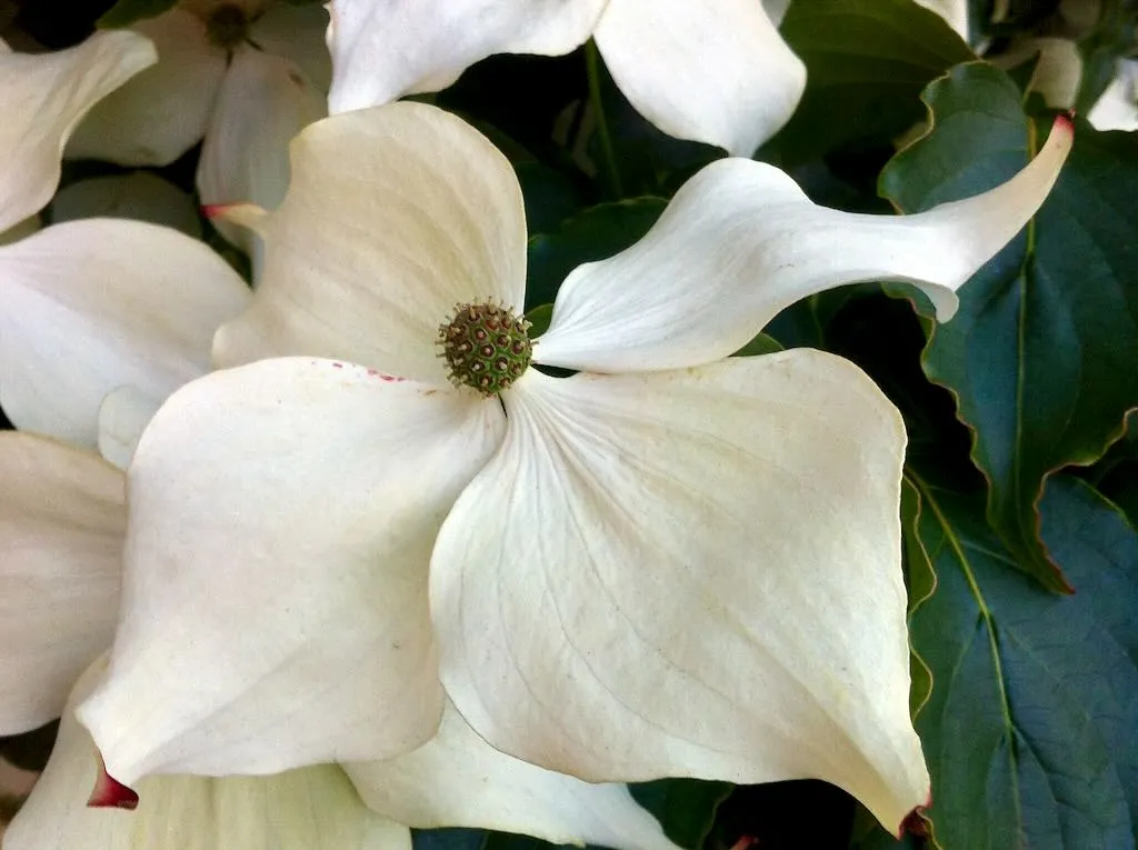 Cornus capitata