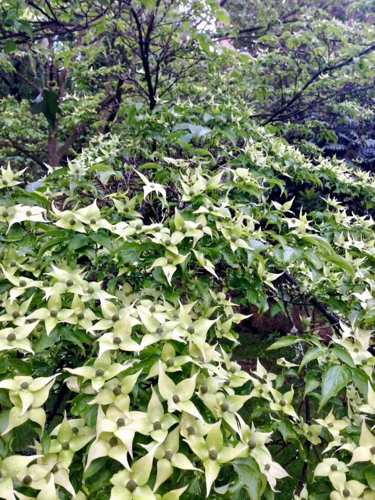 Cornus kousa-1 - Online Flower Garden Cornus kousa