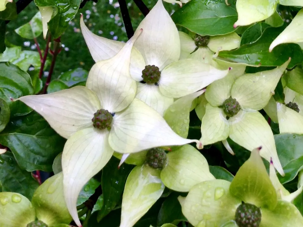 Cornus kousa - Online Flower Garden Cornus kousa