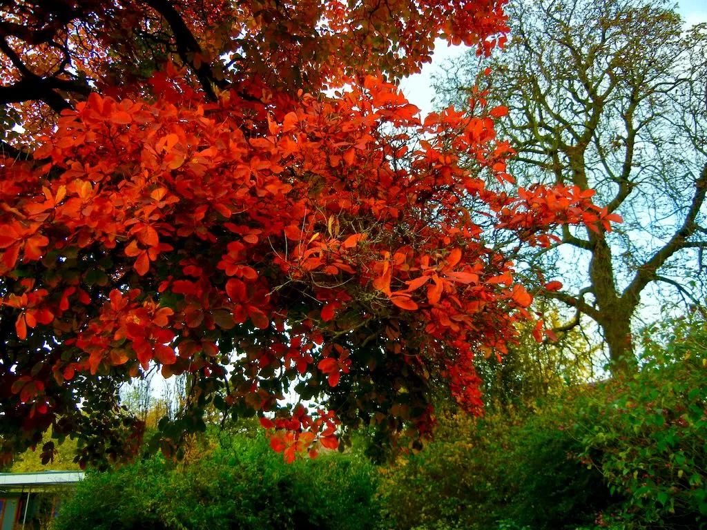 Cotinus obovatus or American Smoke Tree