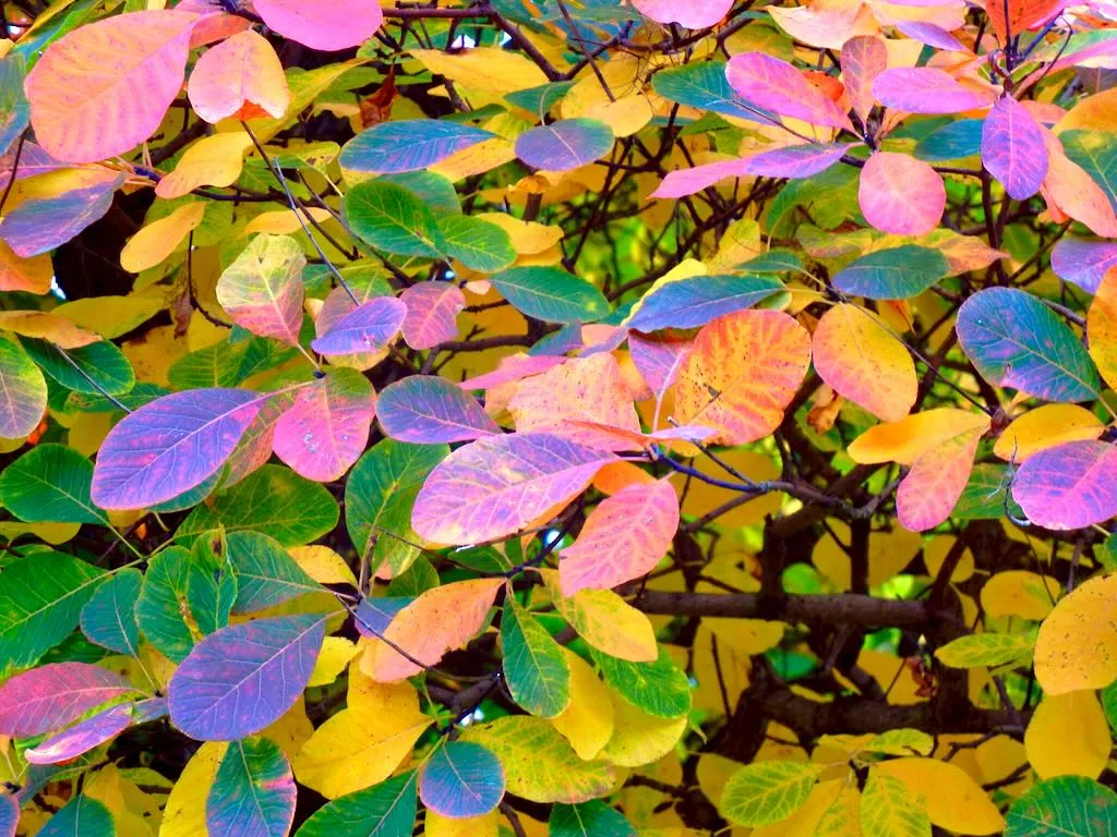 Cotinus obovatus or American Smoke Tree