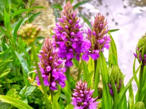 Dactylorhiza praetermissa