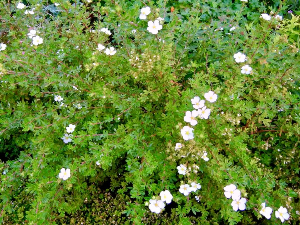 Dasiphora fruticosa'Abbotswood'