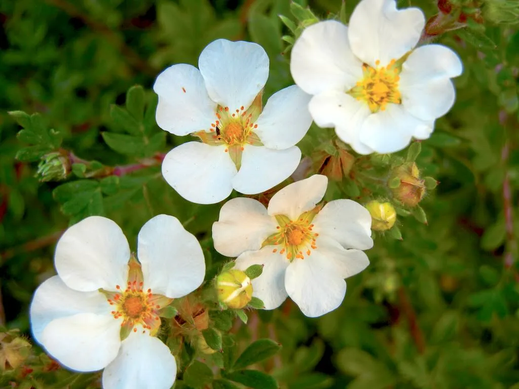 Rosaceae Dasiphora fruticosa 'Abbotswood'