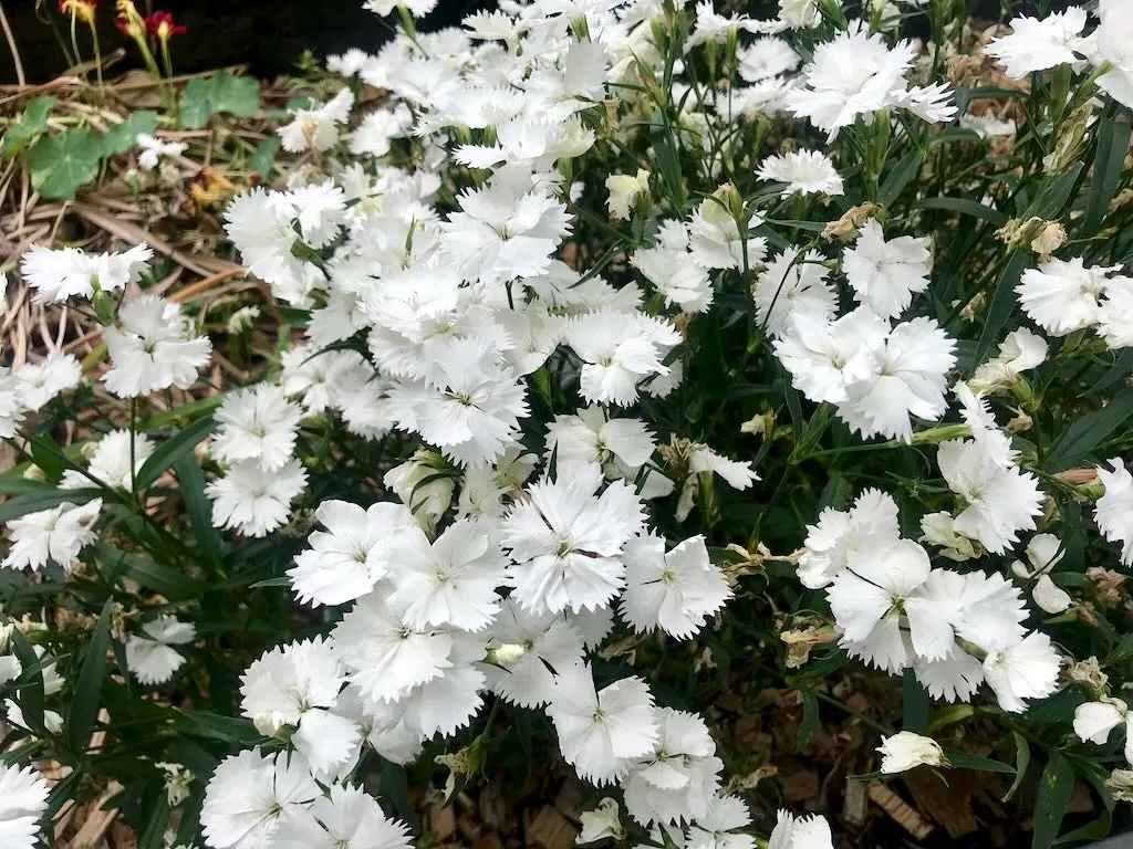 Dianthus deltoides