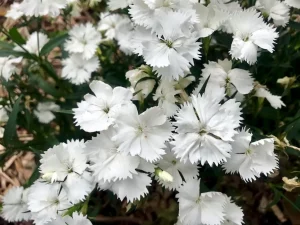Dianthus deltoides