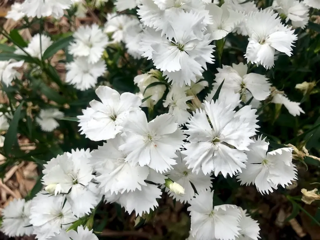 Dianthus deltoides - Online Flower Garden Dianthus deltoides