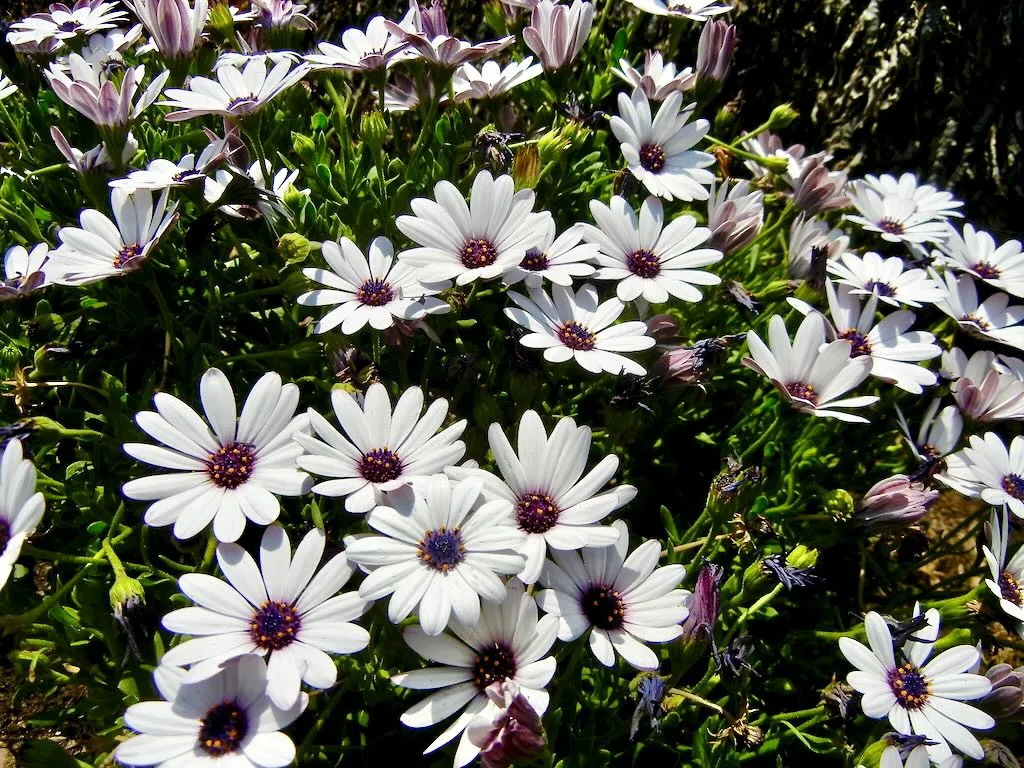 Dimorphotheca pluvialis