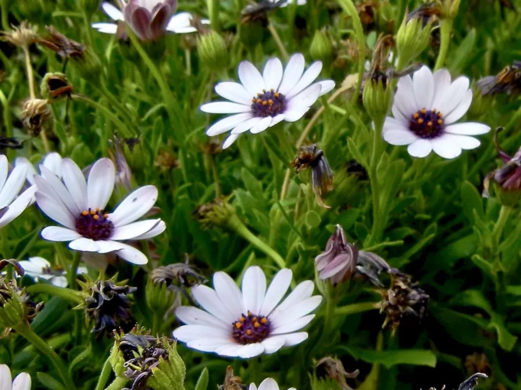 Dimorphotheca pluvialis