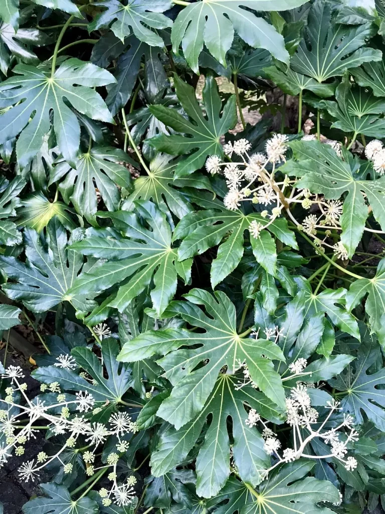Fatsia japonica-1 - Online Flower Garden Fatsia japonica
