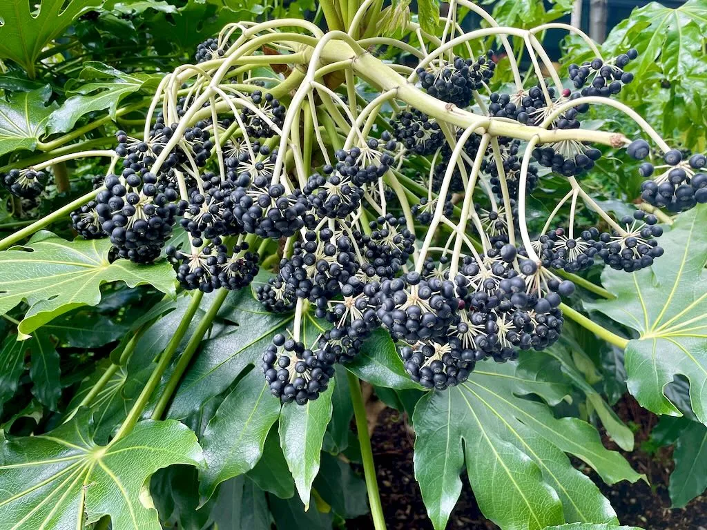 Fatsia japonica-2 - Online Flower Garden Fatsia japonica