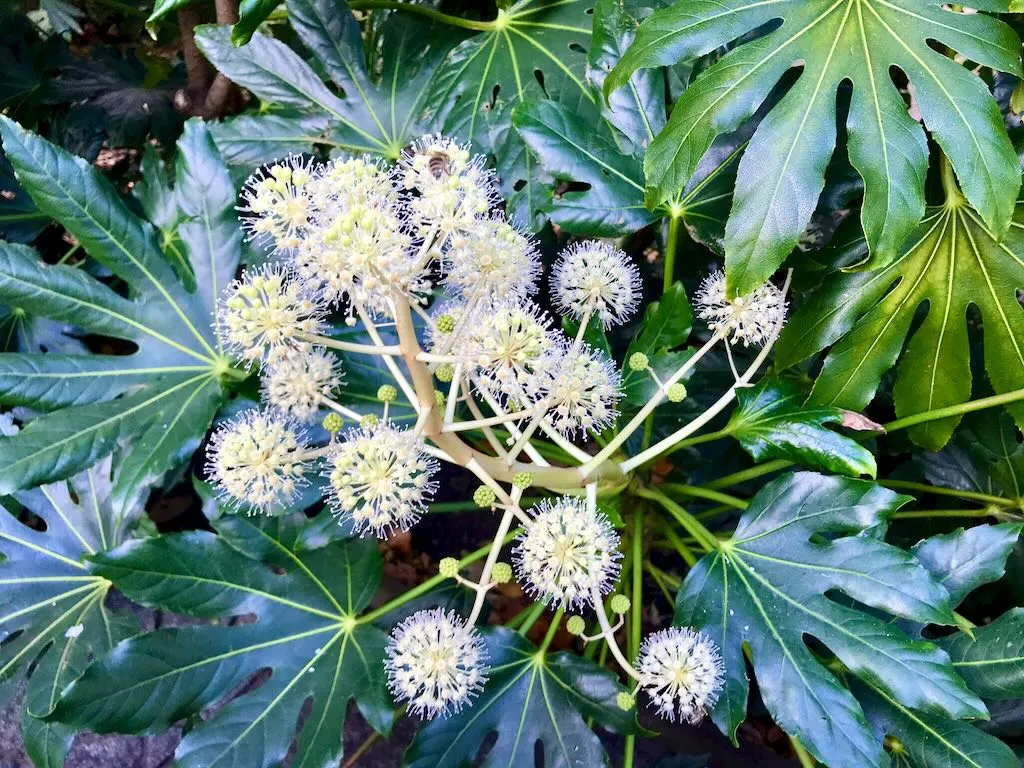 Araliaceae Fatsia japonica