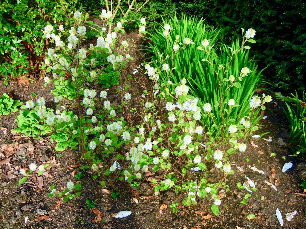 Fothergilla major