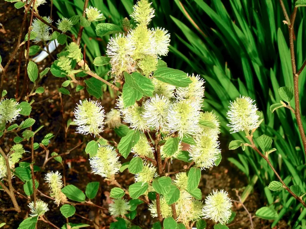 Hamamelidaceae Fothergilla major
