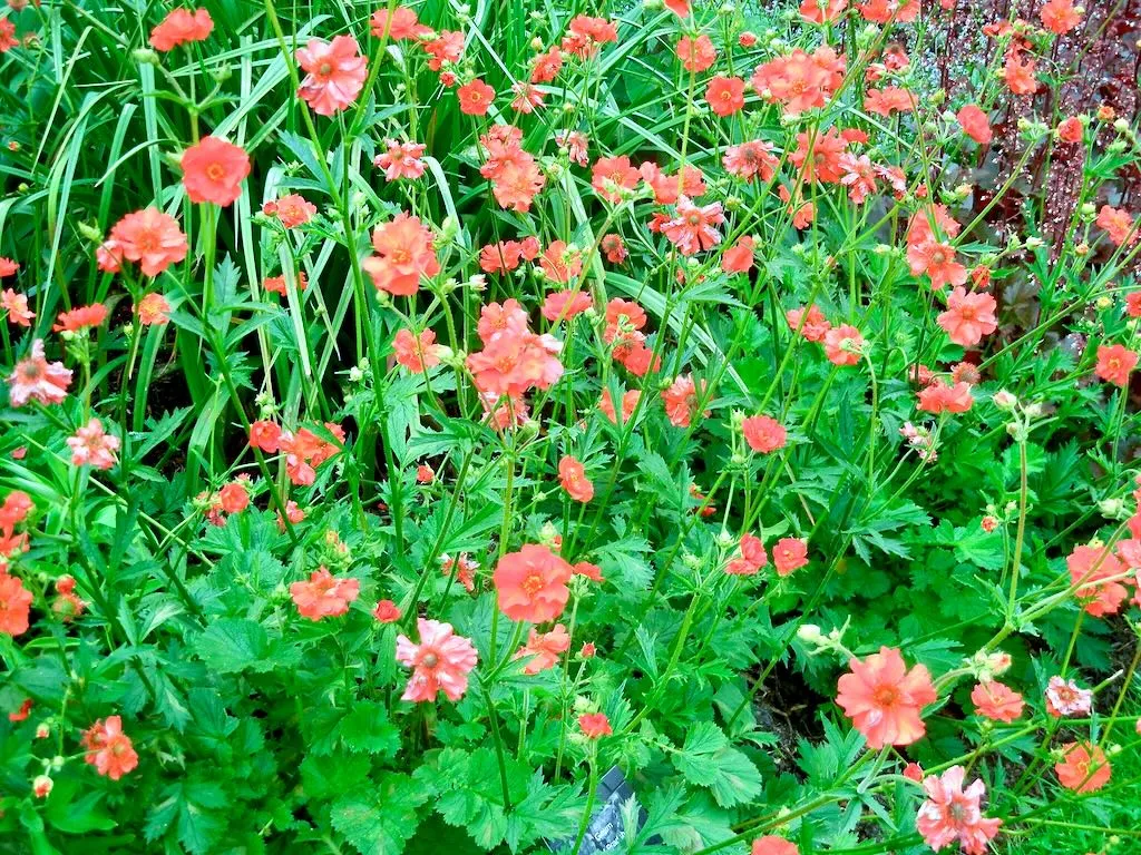 Geum Mrs J Bradshaw-1 - Online Flower Garden Geum'Mrs J. Bradshaw'