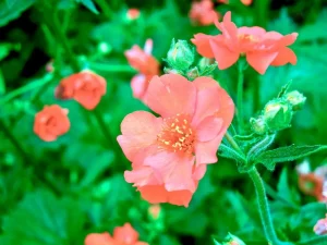 Geum 'Mrs J. Bradshaw'