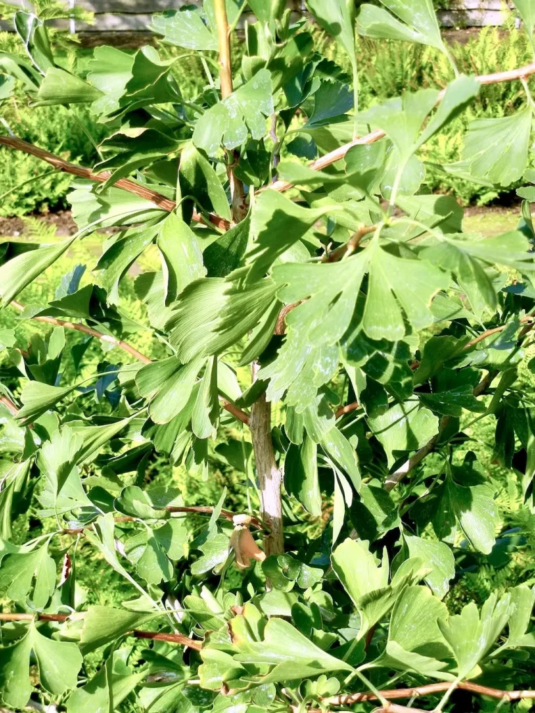 Ginkgo biloba