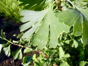 Ginkgo biloba