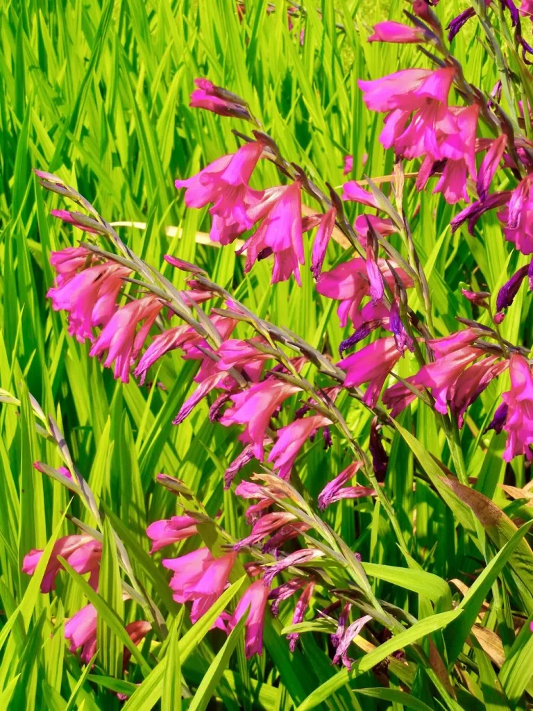 Gladiolus communis byzantinus-1 - Online Flower Garden Gladiolus communis subsp. byzantinus