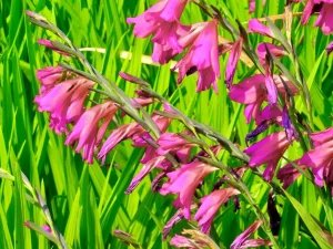 Gladiolus communis subsp. byzantinus