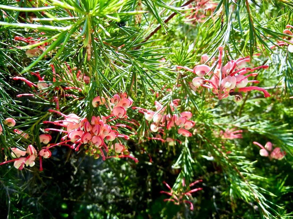 Grevillea rosmarinifolia-1 - Online Flower Garden Grevillea rosmarinifolia