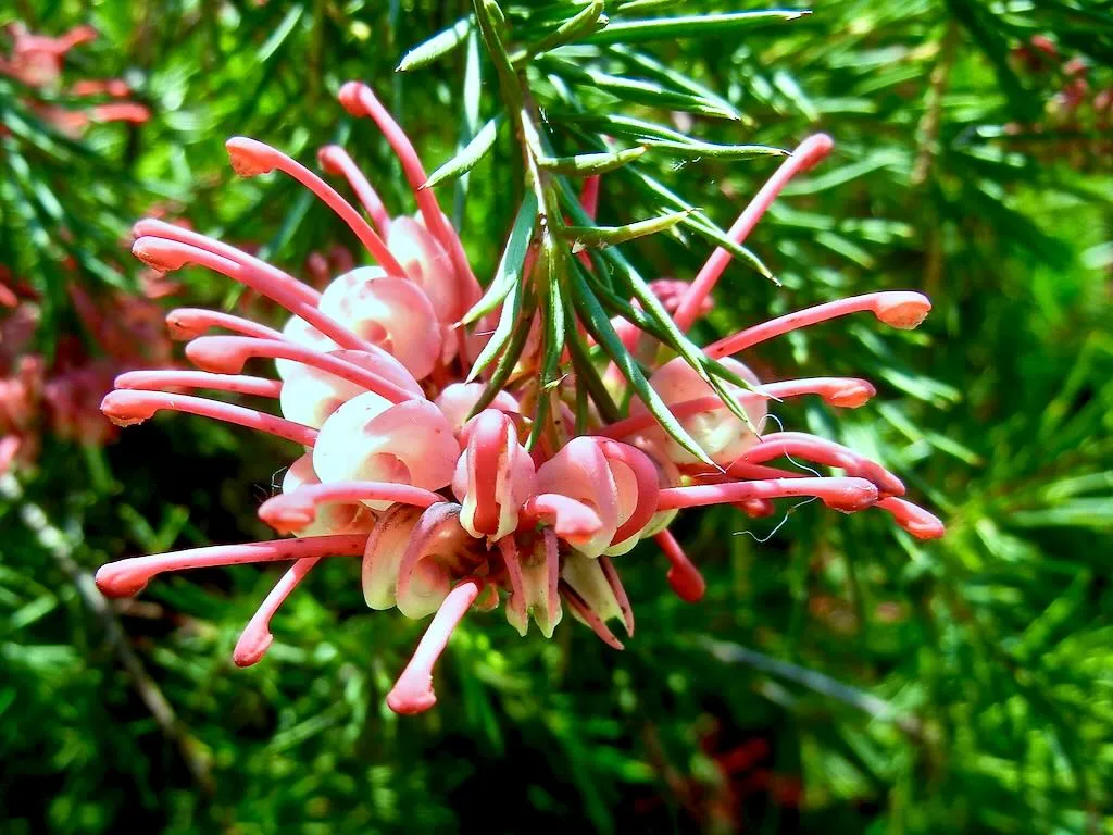 Grevillea rosmarinifolia - Online Flower Garden Grevillea rosmarinifolia