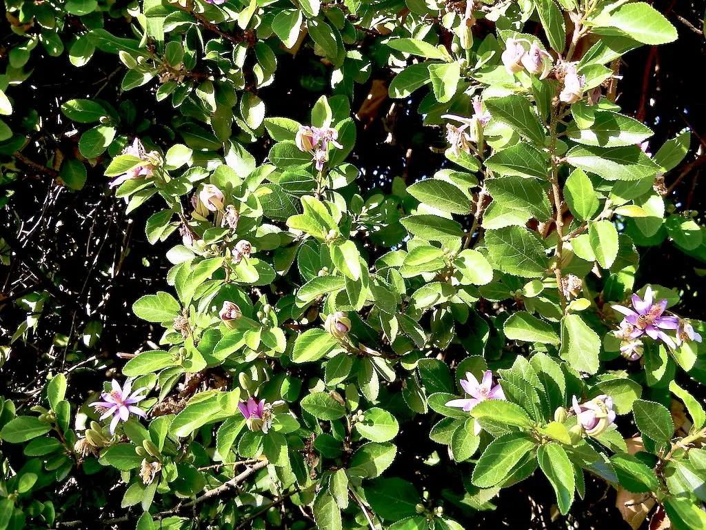 Grewia occidentalis