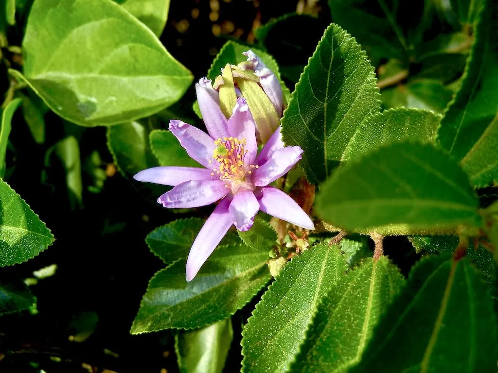 Grewia occidentalis