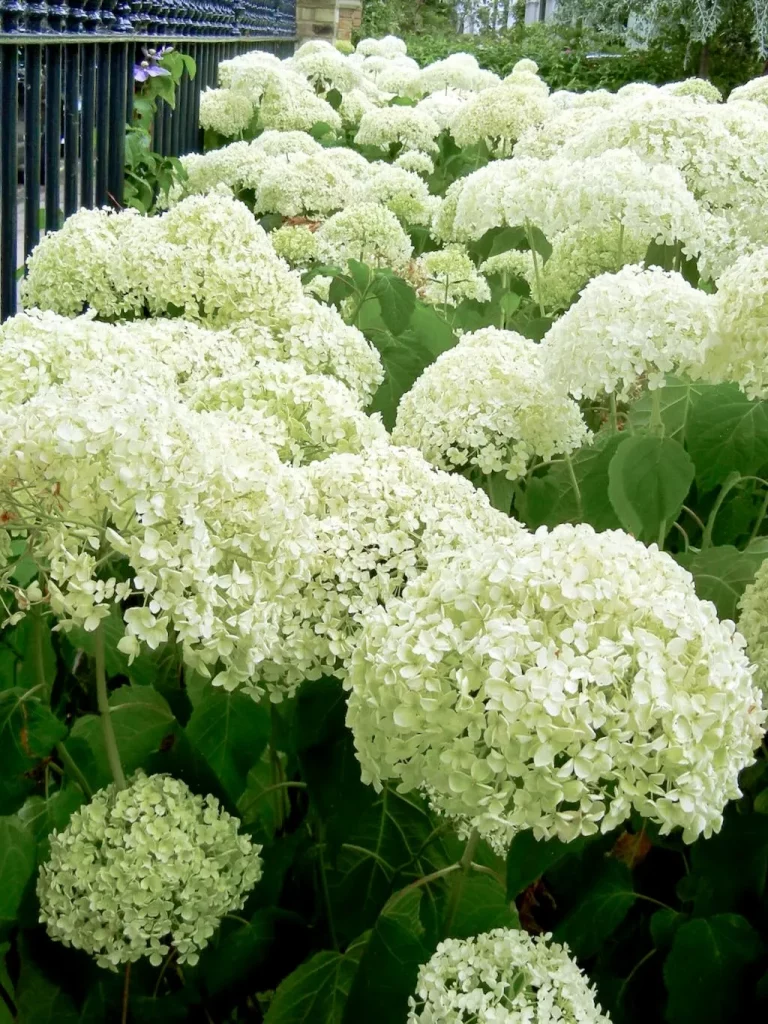 Hydrangea arborescens