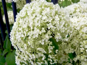 Hydrangea arborescens