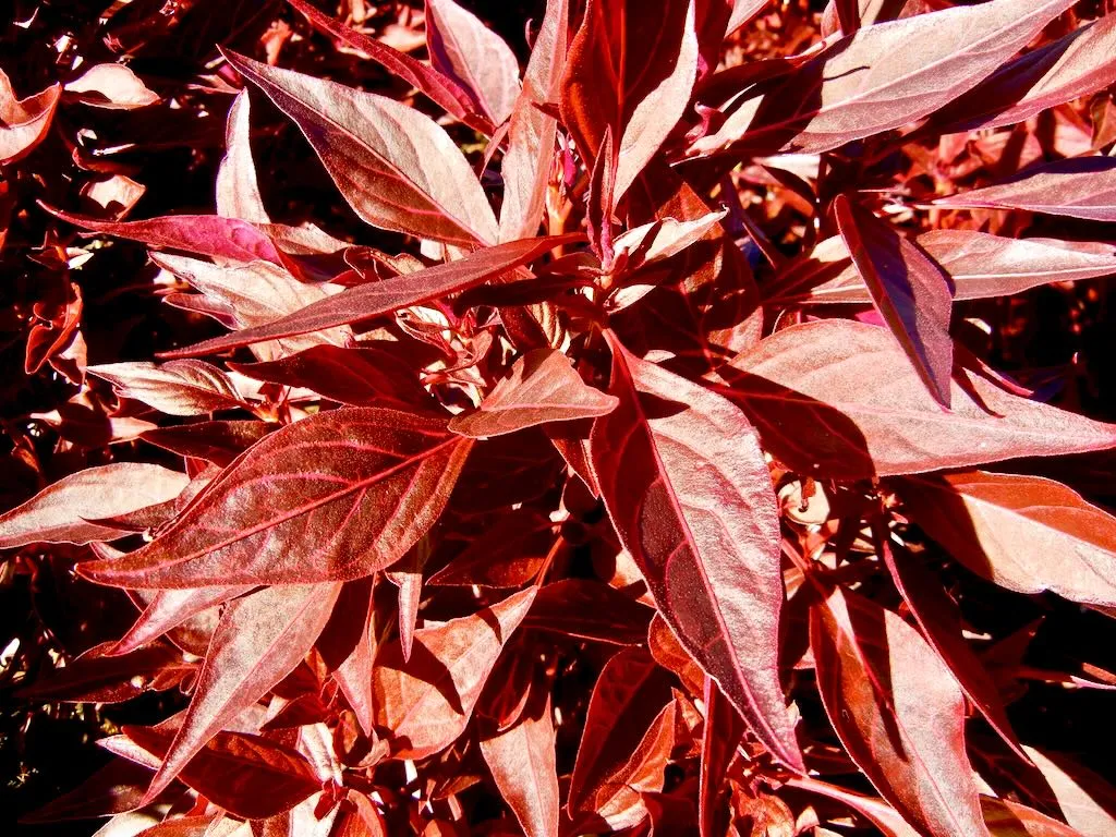 Amaranthaceae Iresine lindenii