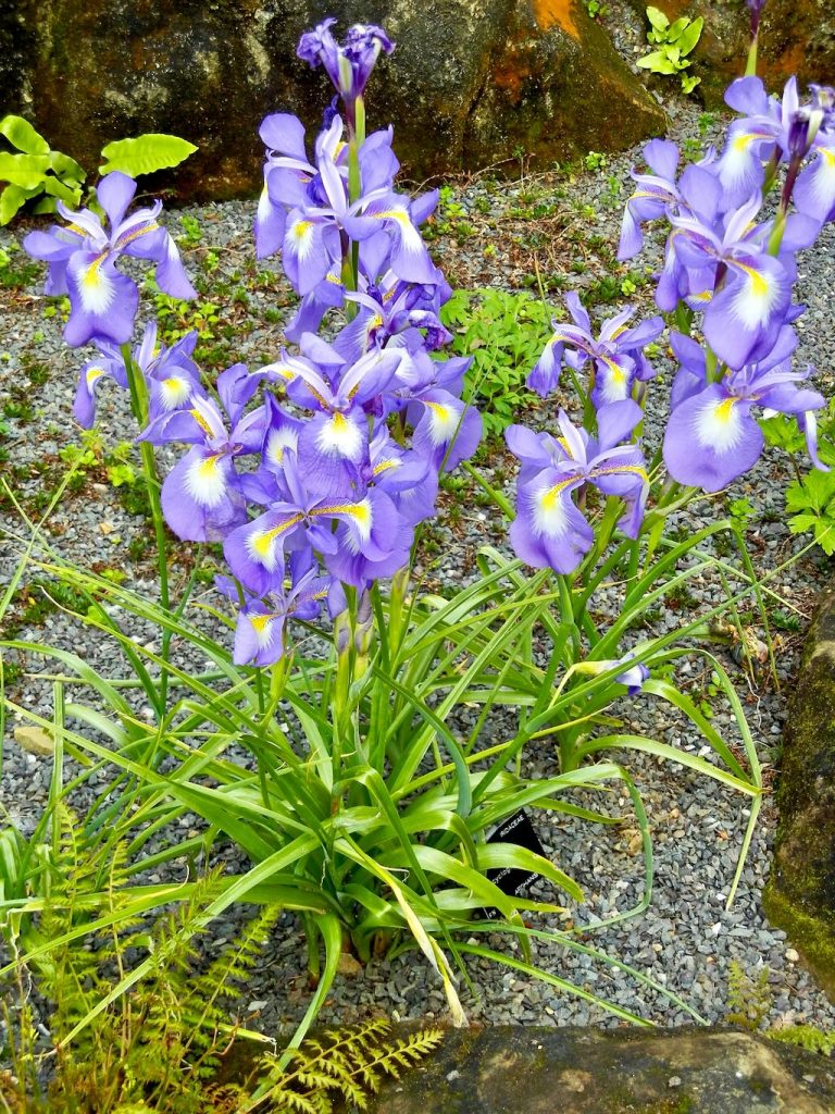 Iris cycloglossa