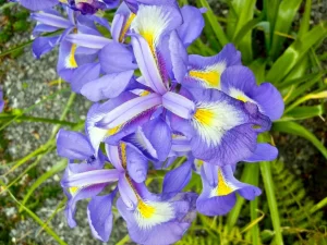 Iris cycloglossa