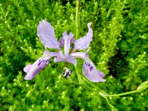 Iris milesii