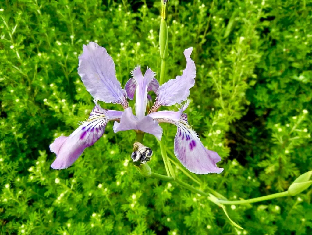 Iris milesii - Online Flower Garden Iris milesii