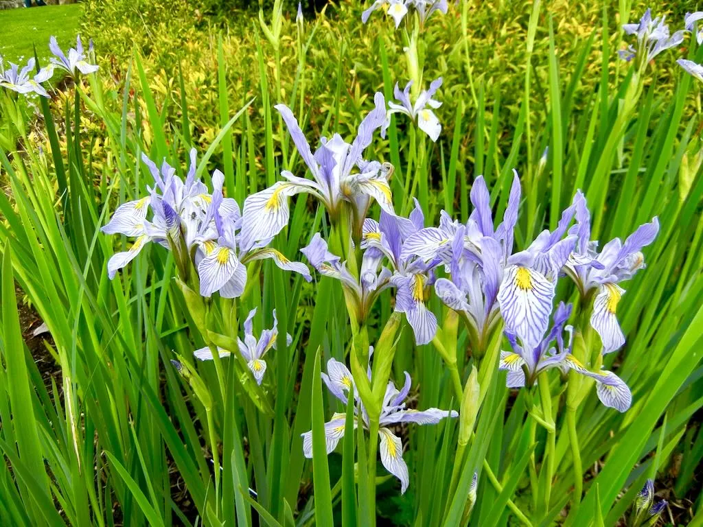 Iris missouriensis-1 - Online Flower Garden Iris missouriensis
