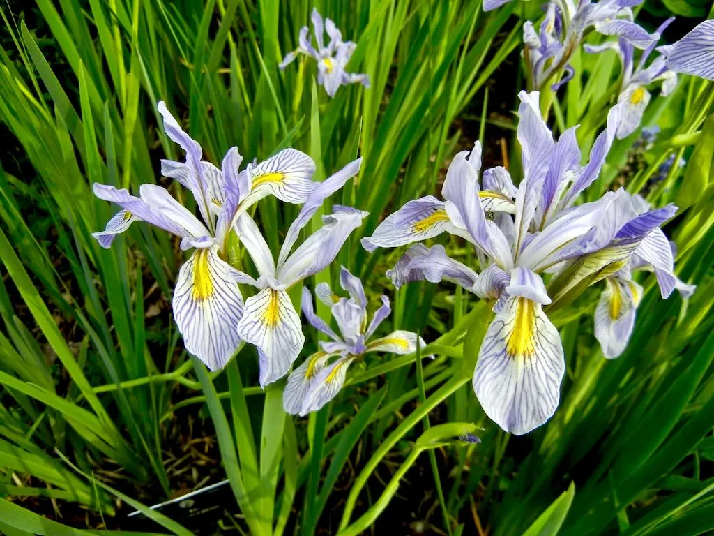 Iris missouriensis - Online Flower Garden Iris missouriensis