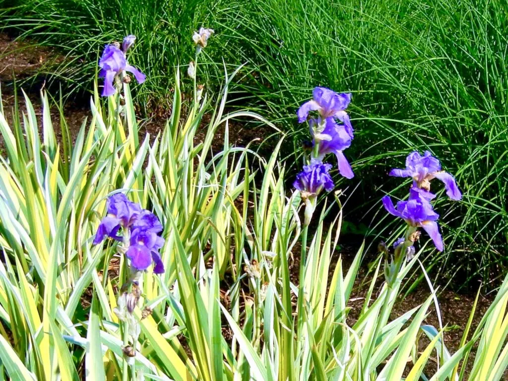 Iris pallida 'Variegata'