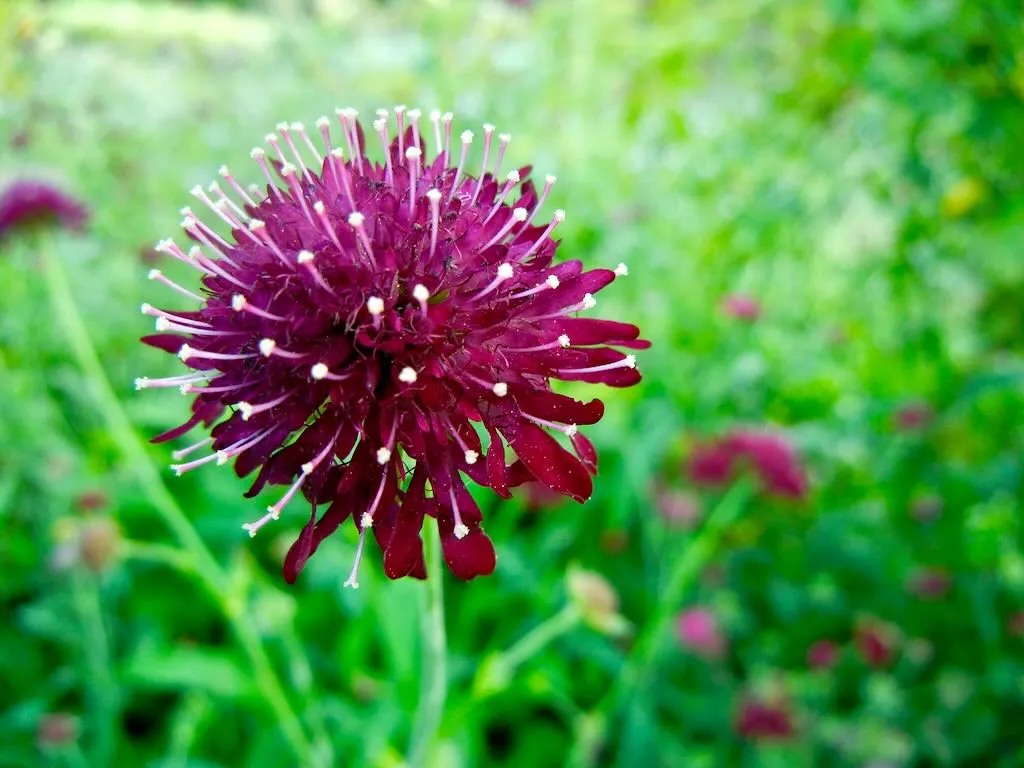 Knautia macedonica - Online Flower Garden Knautia macedonica